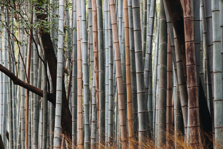 Arashiyama bamboo forest path grove, Sagano Bamboo Forest, Kyoto city, bamboo trees landscape view. Kyoto prefecture, Japanの写真素材