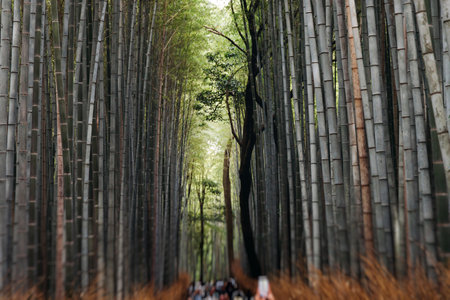 Arashiyama bamboo forest path grove, Sagano Bamboo Forest, Kyoto city, bamboo trees landscape view. Kyoto prefecture, Japanの写真素材