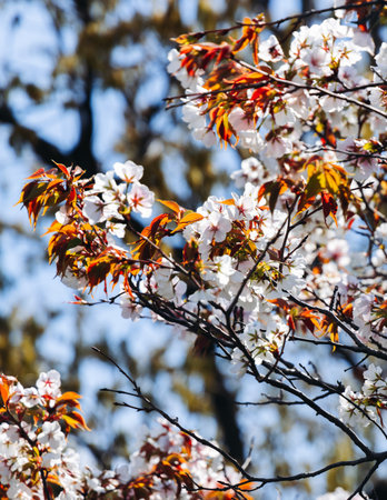 Cherry blossom season in Japan, hanami in park, blooming pink sakura, plum and peach trees in the...