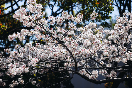 Cherry blossom season in Japan, hanami in park, blooming pink sakura, plum and peach trees in the...
