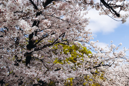 Cherry blossom season in Japan, hanami in park, blooming pink sakura, plum and peach trees in the...