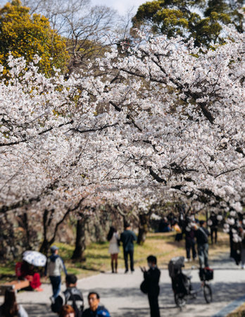 Cherry blossom season in Japan, hanami in park, blooming pink sakura, plum and peach trees in the streets of Fukuoka, Kyushu island region, sunny day, pink Cherry blossoms, spring full bloom in Aprilの写真素材