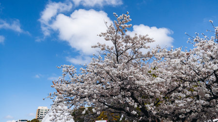 Cherry blossom season in Japan, hanami in park, blooming pink sakura, plum and peach trees in the streets of Fukuoka, Kyushu island region, sunny day, pink Cherry blossoms, spring full bloom in Aprilの写真素材
