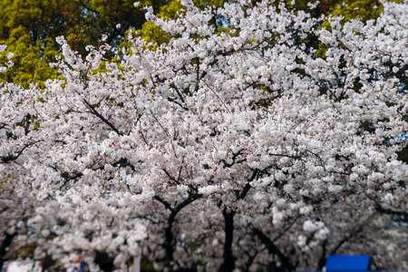 Cherry blossom season in Japan, hanami in park, blooming pink sakura, plum and peach trees in the streets of Fukuoka, Kyushu island region, sunny day, pink Cherry blossoms, spring full bloom in Aprilの写真素材