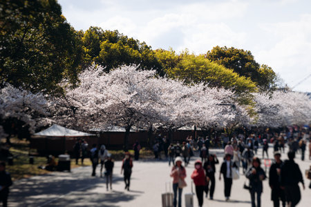 Cherry blossom season in Japan, hanami in park, blooming pink sakura, plum and peach trees in the streets of Fukuoka, Kyushu island region, sunny day, pink Cherry blossoms, spring full bloom in Aprilの写真素材