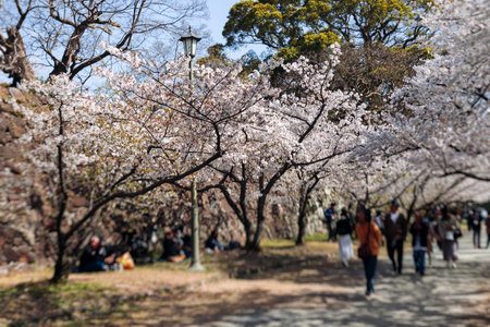 Cherry blossom season in Japan, hanami in park, blooming pink sakura, plum and peach trees in the streets of Fukuoka, Kyushu island region, sunny day, pink Cherry blossoms, spring full bloom in Aprilの写真素材