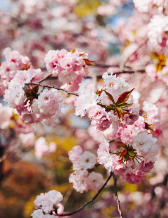 Cherry blossom season in Japan, hanami in park, blooming pink sakura, plum and peach trees in the streets of Fukuoka, Kyushu island region, sunny day, pink Cherry blossoms, spring full bloom in Aprilの写真素材