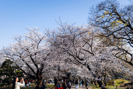 Cherry blossom season in Japan, hanami in park, blooming pink sakura, plum and peach trees, sunny day, pink Cherry blossoms, spring full bloom in Aprilの写真素材