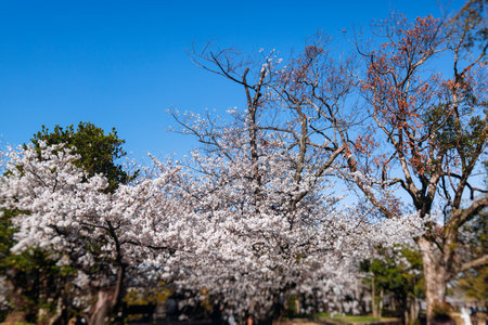Cherry blossom season in Japan, hanami in park, blooming pink sakura, plum and peach trees in the streets of Fukuoka, Kyushu island region, sunny day, pink Cherry blossoms, spring full bloom in Aprilの写真素材