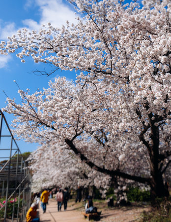 Cherry blossom season in Japan, hanami in park, blooming pink sakura, plum and peach trees in the streets of Fukuoka, Kyushu island region, sunny day, pink Cherry blossoms, spring full bloom in Aprilの写真素材