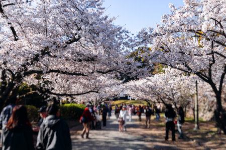 Cherry blossom season in Japan, hanami in park, blooming pink sakura, plum and peach trees in the streets of Fukuoka, Kyushu island region, sunny day, pink Cherry blossoms, spring full bloom in Aprilの写真素材