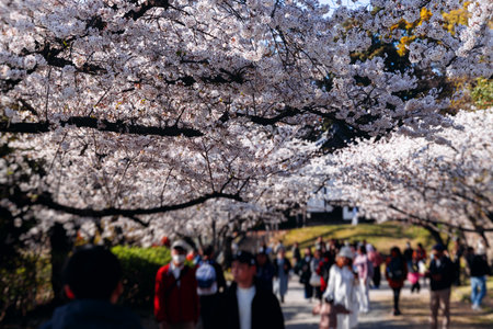 Cherry blossom season in Japan, hanami in park, blooming pink sakura, plum and peach trees in the streets of Fukuoka, Kyushu island region, sunny day, pink Cherry blossoms, spring full bloom in Aprilの写真素材