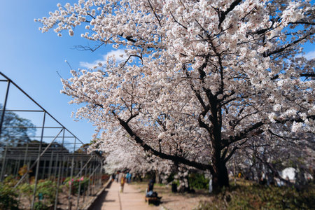 Cherry blossom season in Japan, hanami in park, blooming pink sakura, plum and peach trees in the...