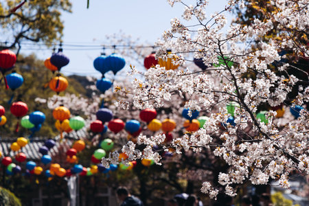 Glover Garden in Nagasaki, Japan, Minamiyamate hill, beautiful park view, with city skyline and cherry sakura blossom, in a spring sunny day with a blue sky, Nagasaki prefecture, Kyushu island regionの写真素材