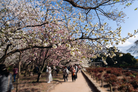 Cherry blossom season in Japan, hanami in park, blooming pink sakura, plum and peach trees in the streets of Fukuoka, Kyushu island region, sunny day, pink Cherry blossoms, spring full bloom in Aprilの写真素材