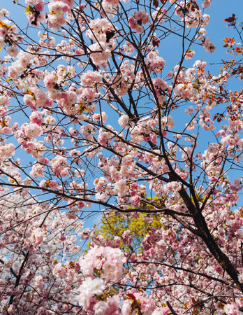 Cherry blossom season in Japan, hanami in park, blooming pink sakura, plum and peach trees in the streets of Fukuoka, Kyushu island region, sunny day, pink Cherry blossoms, spring full bloom in Aprilの写真素材