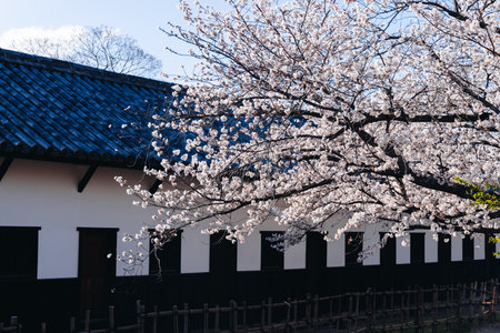 Cherry blossom season in Japan, hanami in park, blooming pink sakura, plum and peach trees in the streets of Fukuoka, Kyushu island region, sunny day, pink Cherry blossoms, spring full bloom in Aprilの写真素材