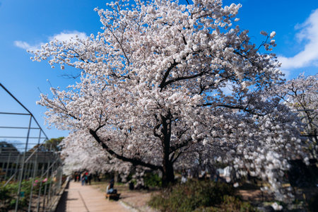 Cherry blossom season in Japan, hanami in park, blooming pink sakura, plum and peach trees in the streets of Fukuoka, Kyushu island region, sunny day, pink Cherry blossoms, spring full bloom in Aprilの写真素材