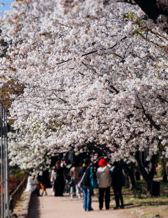 Cherry blossom season in Japan, hanami in park, blooming pink sakura, sunny day, pink Cherry blossoms, spring full bloom in Aprilの写真素材
