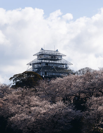 Cherry blossom season in Japan, hanami in park, blooming pink sakura, plum and peach trees in the...