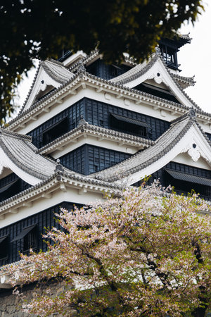Kumamoto Castle, exterior view, Kumamoto city, Chuo-ku, Kyushu island region, Japan, spring landscape view and blooming sakura cherry blossom, Kumamoto prefecture, travel to Japan, Japanese castleの写真素材
