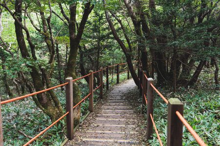 Hallasan National Park, Jeju island, South Korea, vibrant view of trail with a wooden ladder path...