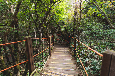 Hallasan National Park, Jeju island, South Korea, vibrant view of trail with a wooden ladder path stairs, trekking and climbing, stairway to Halla mountain summit, hiking in Korea, Jeju-do, sunny dayの写真素材
