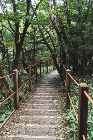 Hallasan National Park, Jeju island, South Korea, vibrant view of trail with a wooden ladder path...