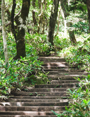 Hallasan National Park, Jeju island, South Korea, vibrant view of trail with a wooden ladder path stairs, trekking and climbing, stairway to Halla mountain summit, hiking in Korea, Jeju-do, sunny dayの写真素材
