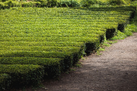 Green tea field plantation, Jeju Island, South Korea, Korean traditional green tea crops growing, sunny view of Green tea museum, Jeju-do, travel to South Koreaの写真素材