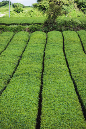 Green tea field plantation, Jeju Island, South Korea, Korean traditional green tea crops growing, sunny view of Green tea museum, Jeju-do, travel to South Koreaの写真素材