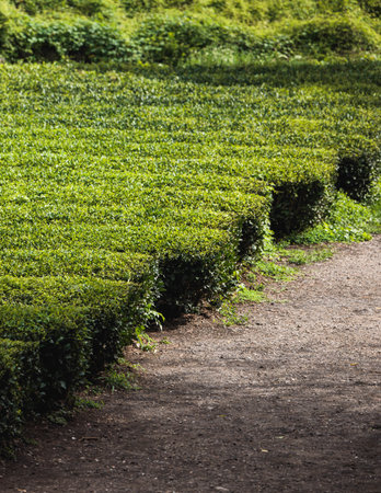 Green tea field plantation, Jeju Island, South Korea, Korean traditional green tea crops growing, sunny view of Green tea museum, Jeju-do, travel to South Koreaの写真素材