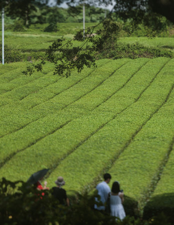 Green tea field plantation, Jeju Island, South Korea, Korean traditional green tea crops growing, sunny view of Green tea museum, Jeju-do, travel to South Koreaの写真素材