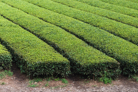 Green tea field plantation, Jeju Island, South Korea, Korean traditional green tea crops growing, sunny view of Green tea museum, Jeju-do, travel to South Koreaの写真素材
