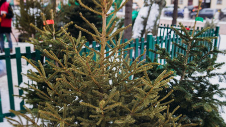 Selection of green Christmas trees in pots for sale on the street, Fraser fir and Nordmann fir tree...