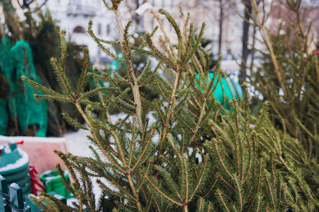 Selection of green Christmas trees in pots for sale on the street, Fraser fir and Nordmann fir tree...