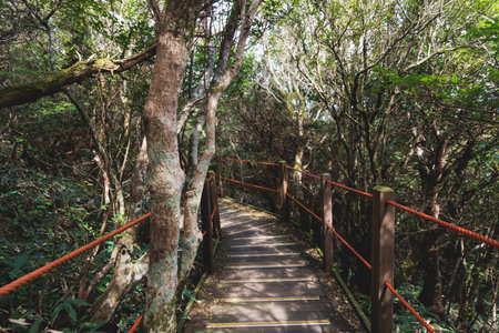 Hallasan National Park, Jeju island, South Korea, vibrant view of trail with a wooden ladder path...