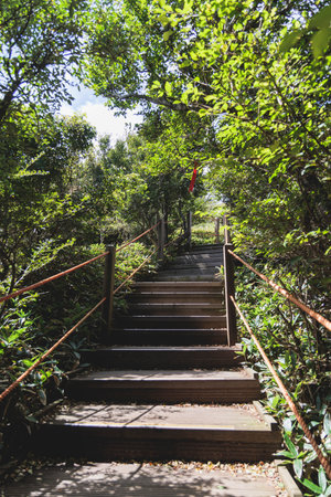 Hallasan National Park, Jeju island, South Korea, vibrant view of trail with a wooden ladder path...