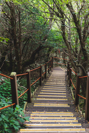 Hallasan National Park, Jeju island, South Korea, vibrant view of trail with a wooden ladder path...