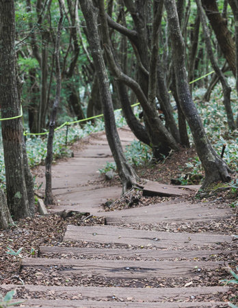 Hallasan National Park, Jeju island, South Korea, vibrant view of trail with a wooden ladder path...