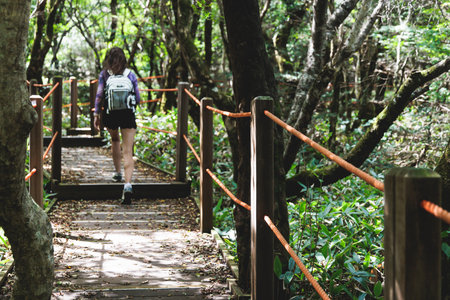 Hallasan National Park, Jeju island, South Korea, vibrant view of trail with a wooden ladder path...