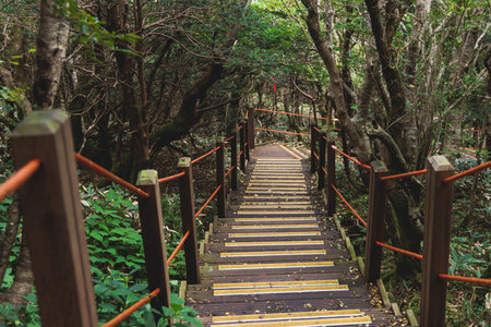 Hallasan National Park, Jeju island, South Korea, vibrant view of trail with a wooden ladder path...
