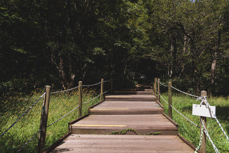 Hallasan National Park, Jeju island, South Korea, vibrant view of trail with a wooden ladder path...