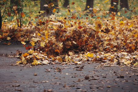Removing fallen autumn leaves in the park with electric cordless air blower, process of blowing,...