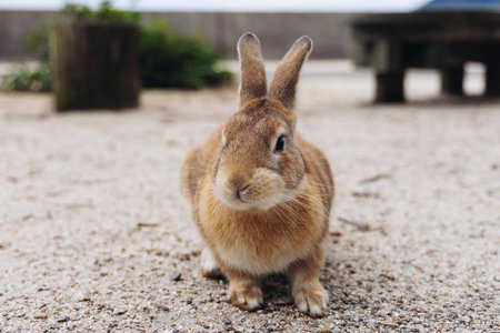 Rabbit Island, Japan, Okunoshima Island landscape in Seto Inland Sea, Takehara, Hiroshima Prefecture, domestic and wild cute rabbits and bunnies pasturing, Setonaikai National Park, Japan