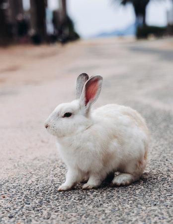 Rabbit Island, Japan, Okunoshima Island landscape in Seto Inland Sea, Takehara, Hiroshima Prefecture, domestic and wild cute rabbits and bunnies pasturing, Setonaikai National Park, Japan