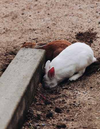 Rabbit Island, Japan, Okunoshima Island landscape in Seto Inland Sea, Takehara, Hiroshima Prefecture, domestic and wild cute rabbits and bunnies pasturing, Setonaikai National Park, Japan