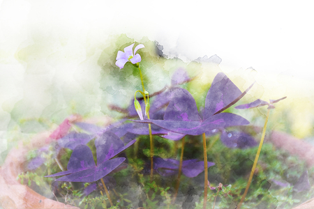 Water color of Oxalis triangularis , False Shamrock plant, Purple Leaf Plantの写真素材