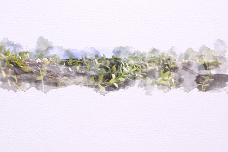 Watercolor of dischidia nummularia Green leaves wrapped around trees on 100 Lb paper. Illustrationの写真素材