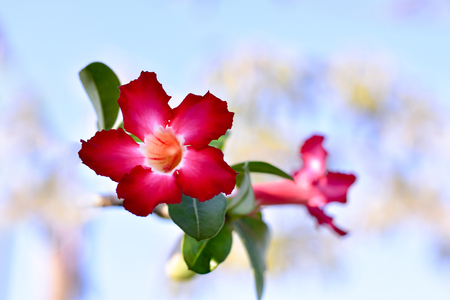 Pink plumeria flower. Looks so refreshing.の写真素材